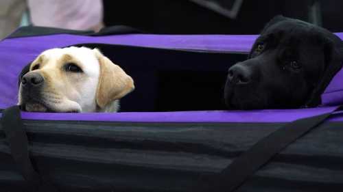 Для тех, кого приручили: в России заработает система учета животных