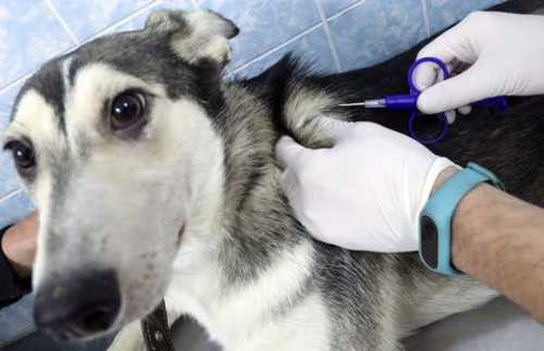 Учет и идентификация домашних животных