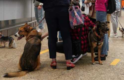 Учет и идентификация домашних животных