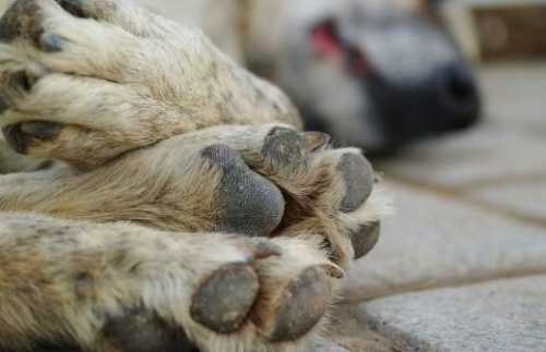 Учет и идентификация домашних животных